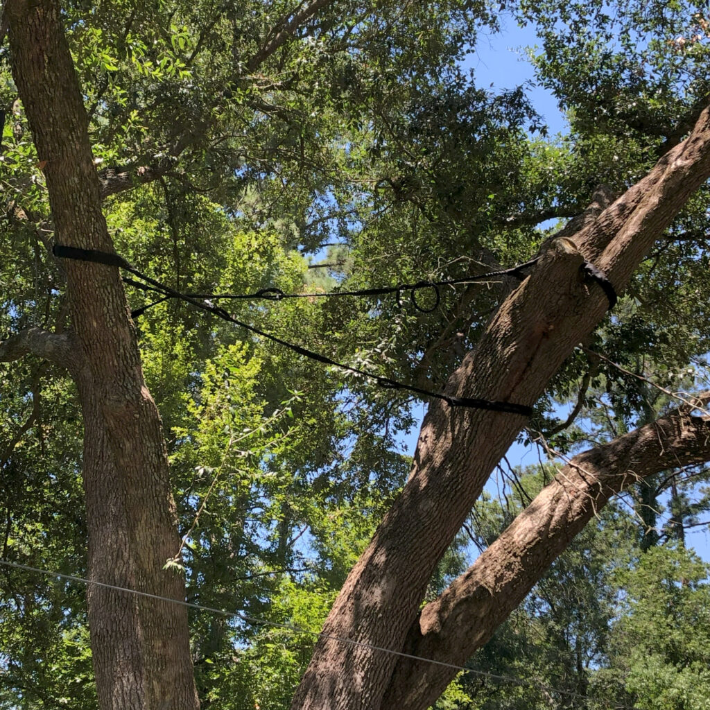 Two large tree trunks are secured together with thick black straps and cables, possibly as part of a Tree Health Inspection. The trees are surrounded by green foliage under a clear blue sky.