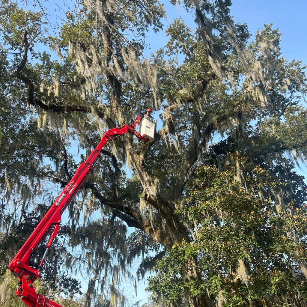 A person in a bucket lift, attached to a red crane, is elevated among large, moss-covered tree branches under a clear blue sky as part of Northshore Tree Storm Prep & Risk Mitigation efforts.