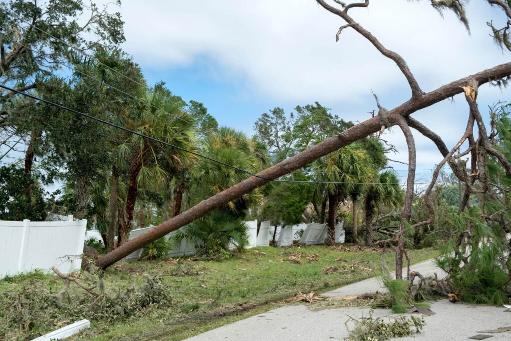 A large tree has fallen onto a power line and a white fence along a suburban street. Debris and broken branches are scattered, highlighting the importance of knowing how to assess tree health after a storm. Palm trees and cloudy skies fill the background.