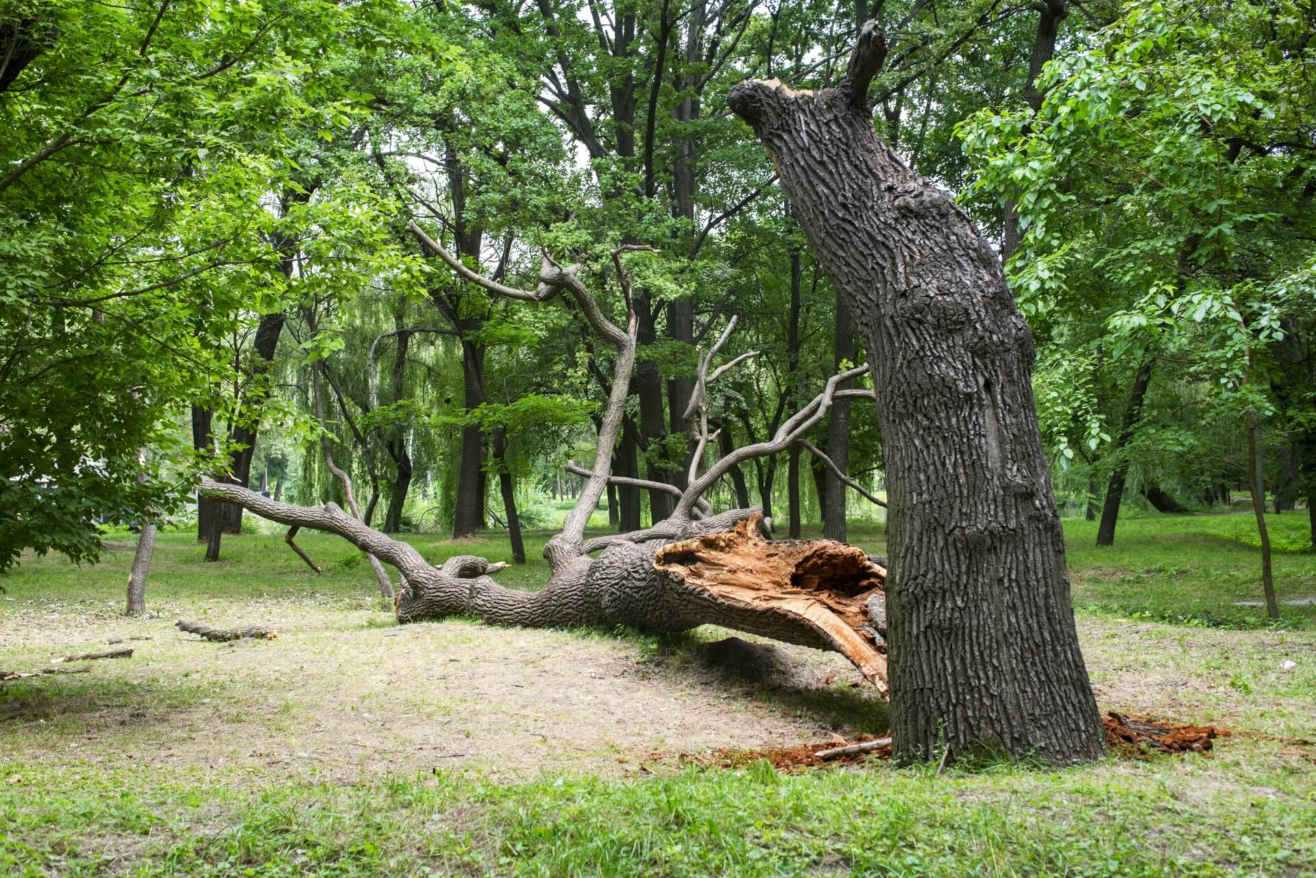 A large tree has broken in half, its trunk split and fallen on the ground in a green, leafy forest clearing—an example of why knowing how to assess tree health after a storm is essential for safety and forest care.