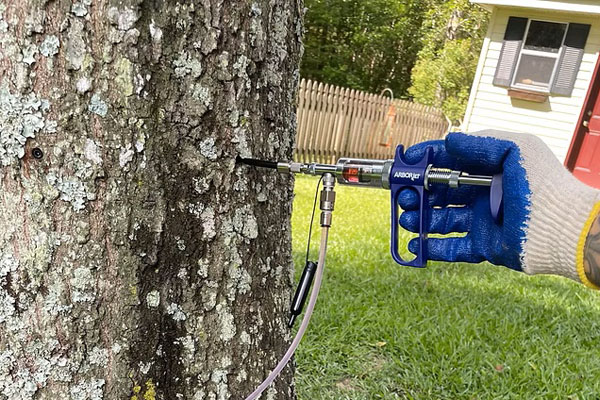 A tree undergoing direct trunk injection in Mandeville, LA demonstrates Tree Health Inspection Mandeville LA services, targeting pests and nutrient deficiencies.