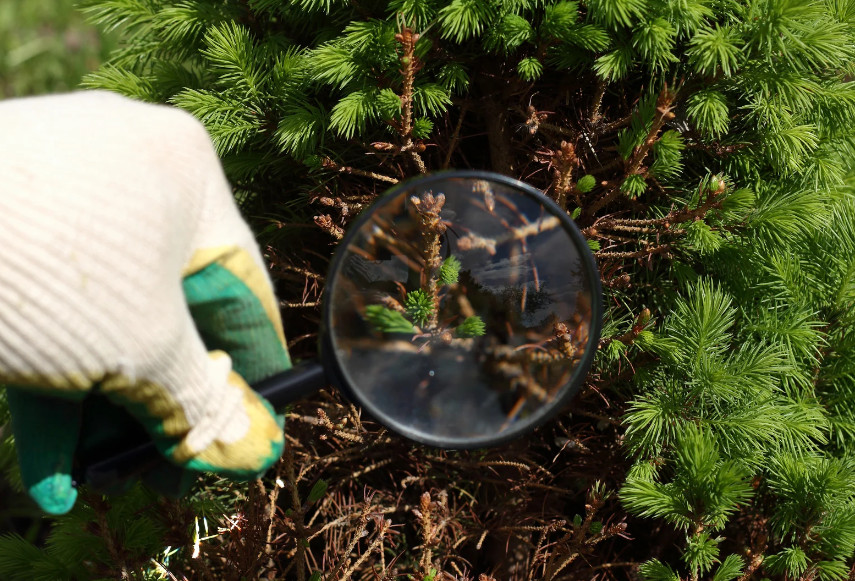 An arborist in Mandeville, LA closely examines a tree with a magnifying glass during a Tree Health Inspection, checking for pests, disease, and decay.