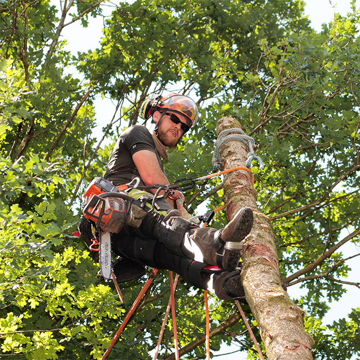 A tree worker wearing safety gear and a helmet uses ropes and harnesses to secure himself while cutting a large tree limb high up among green leaves on a sunny day during a Tree Removal Hammond LA project.