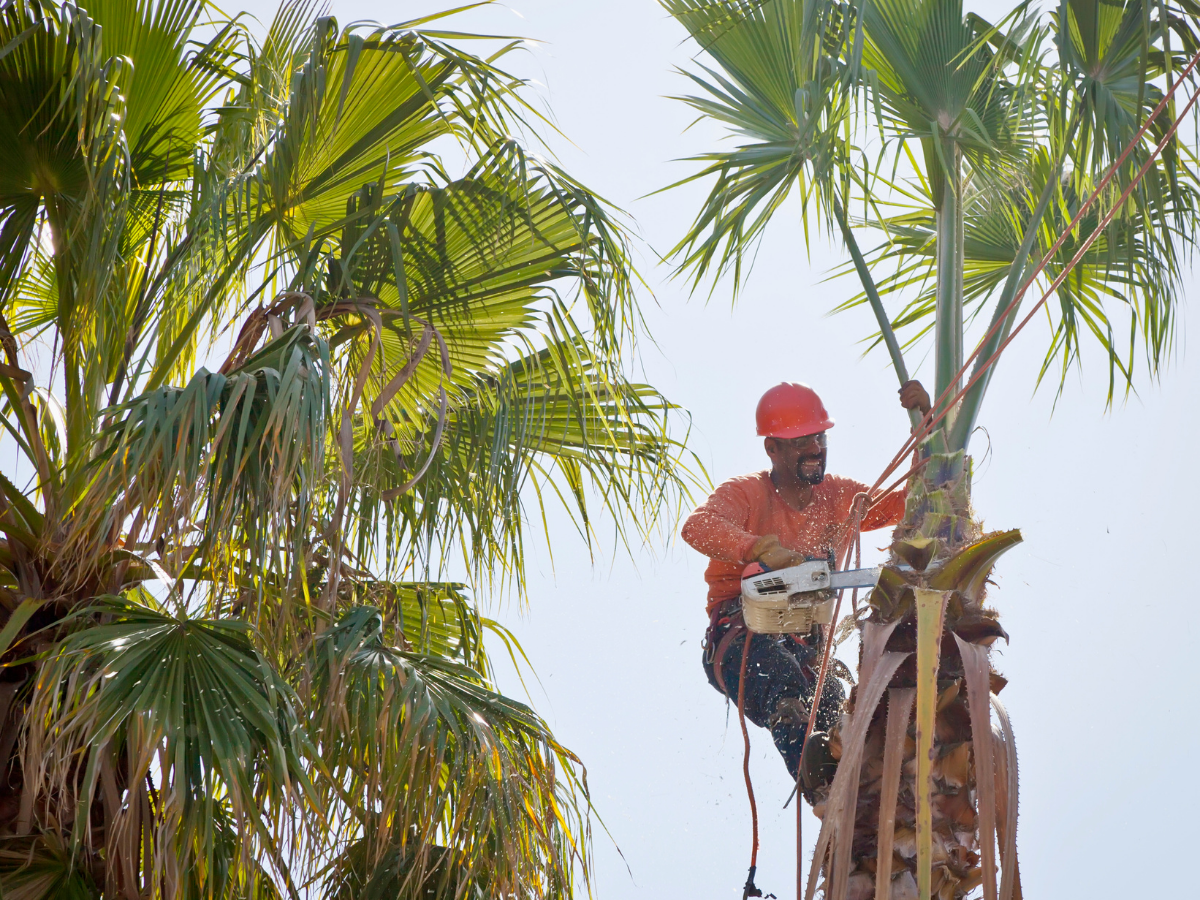 A worker wearing an orange shirt and helmet uses a chainsaw for palm tree trimming, cutting the top of a tall palm surrounded by green fronds under a bright sky.