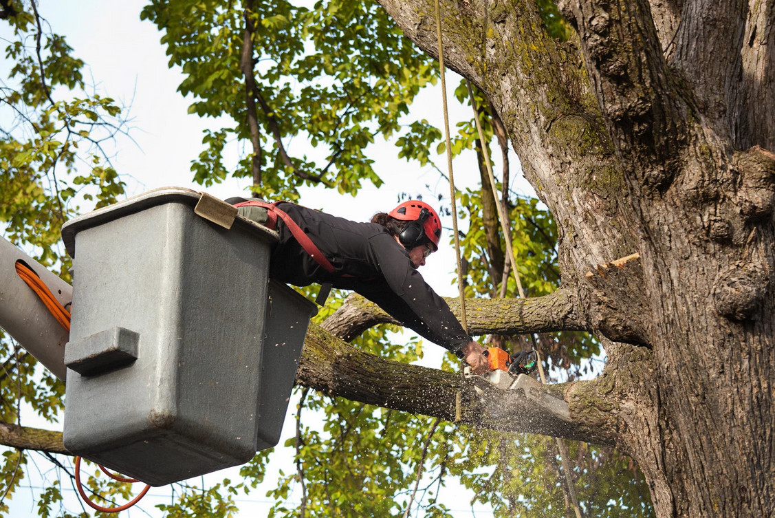 An arborist stands in a crane’s bucket, skillfully cutting a large branch with a roaring chainsaw. This action highlights expert tree trimming and removal services, ensuring safety, precision, and professional tree care.