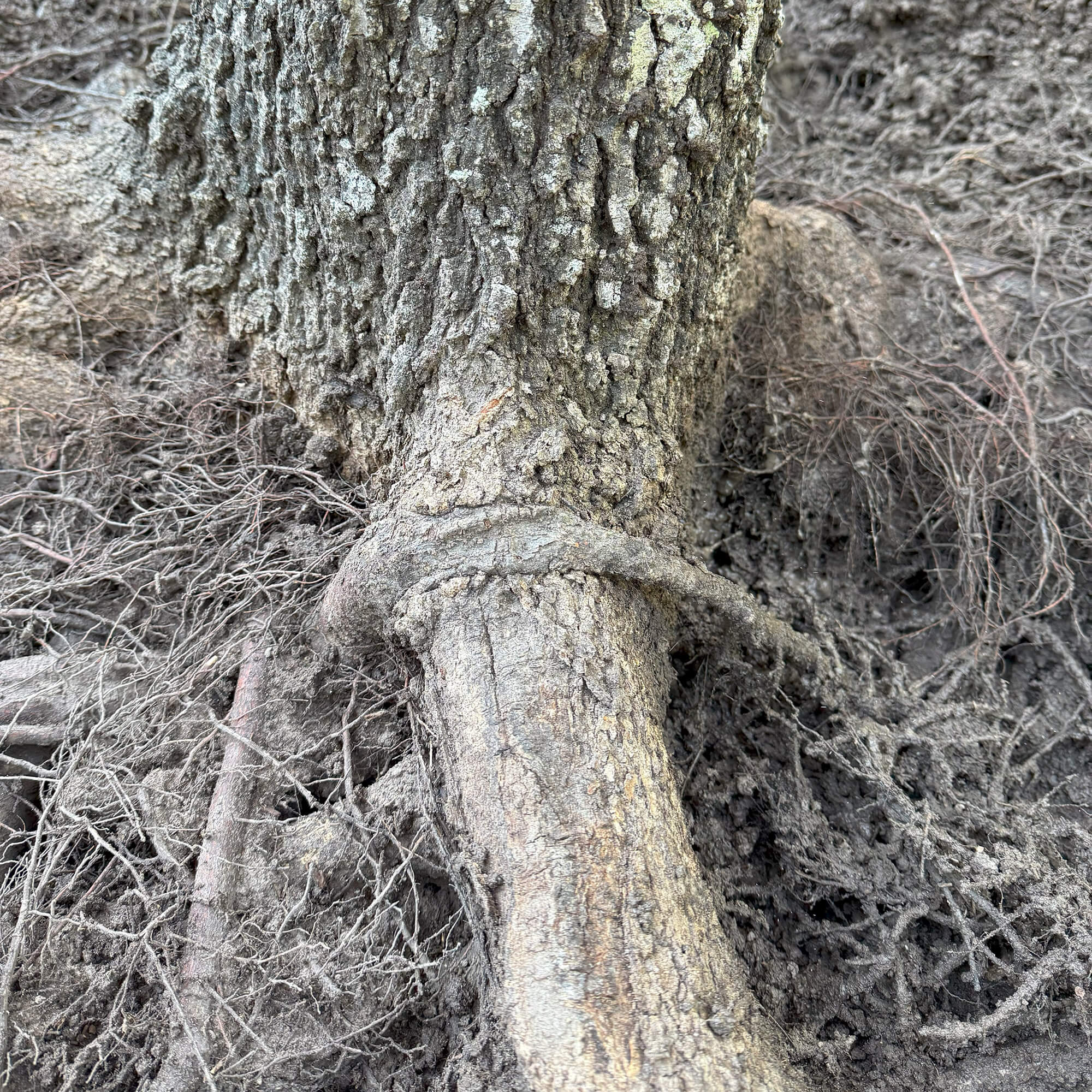 A tree root tightly encircles the base of a tree trunk, with exposed roots and dry soil visible around them—a situation where Root Collar Excavation Northshore could help protect the tree’s health. The bark appears rough and textured.