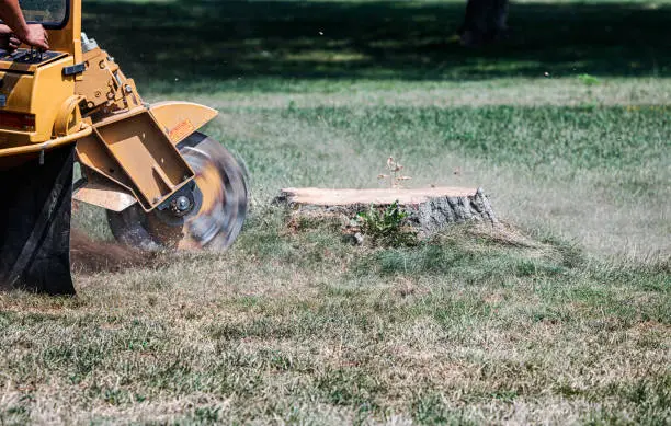 stump removal and grinding