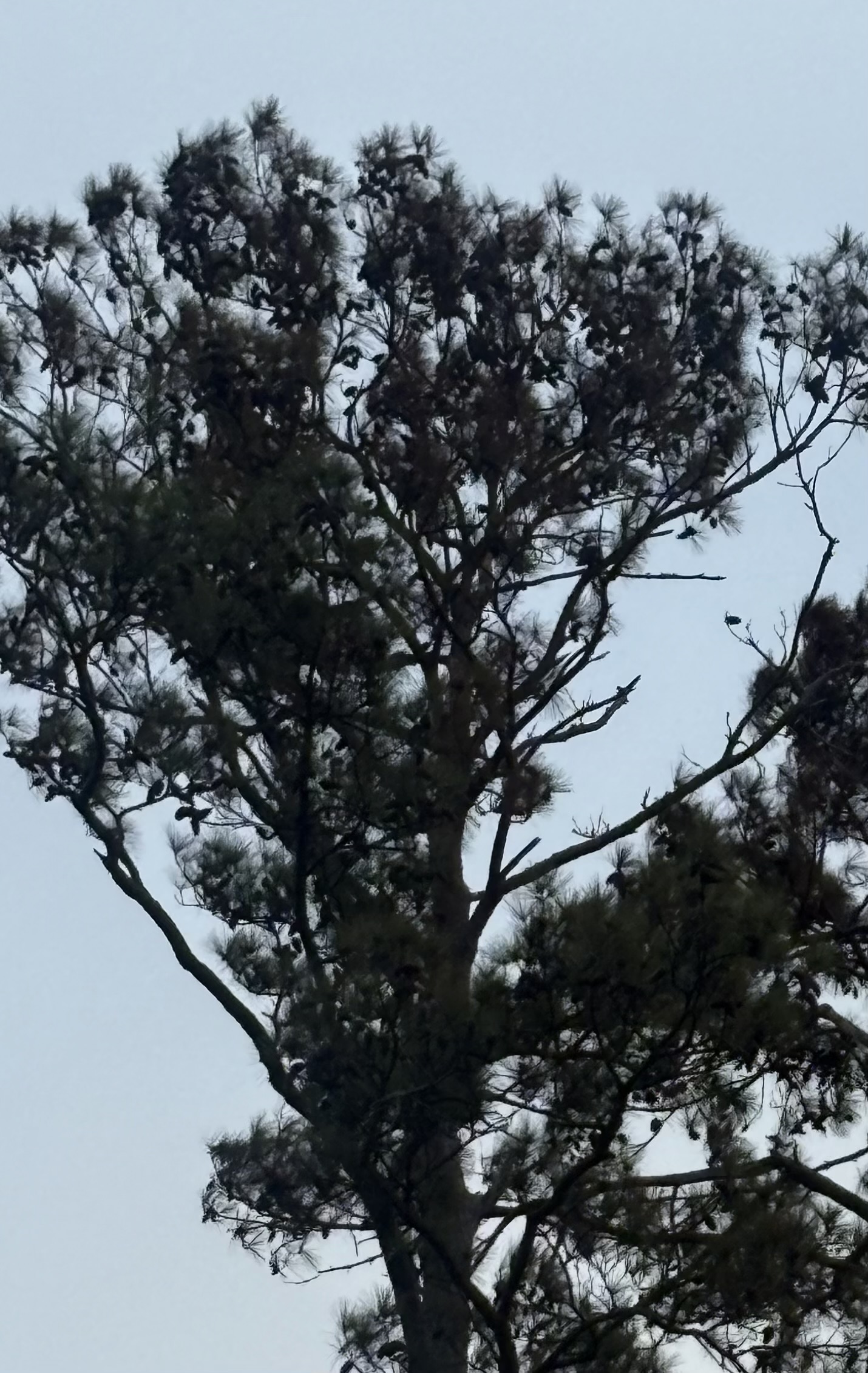 A tall tree with sparse, dark branches and clusters of leaves stands against a gray sky. Its outline is prominent, and there are no visible flowers or fruit—signs that may indicate the possible presence of Southern Pine Beetle activity.