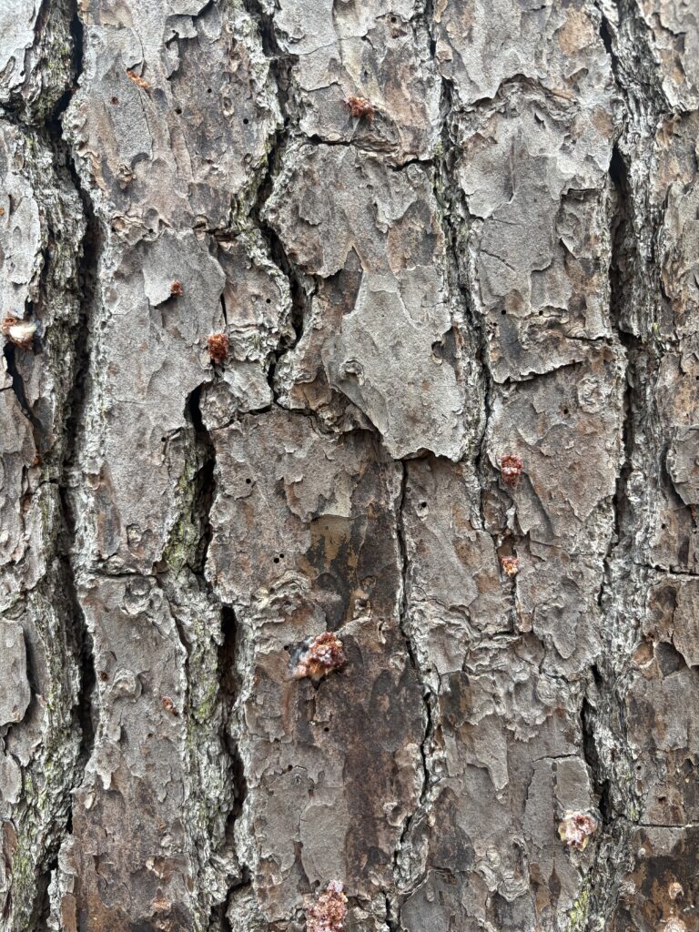 Close-up view of rough tree bark with visible cracks, patches of peeling layers, and small spots of sap—signs often left by the Southern Pine Beetle. The bark displays shades of brown and gray.