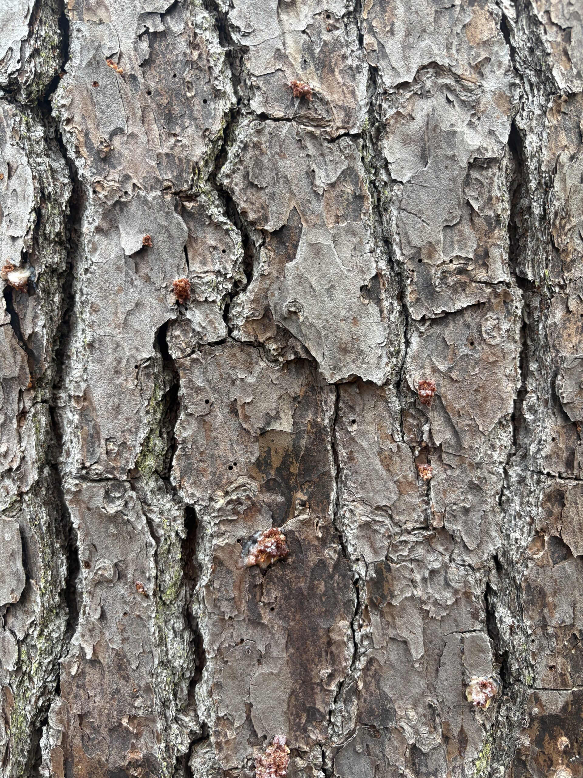 Close-up view of rough tree bark with visible cracks, patches of peeling layers, and small spots of sap—signs often left by the Southern Pine Beetle. The bark displays shades of brown and gray.