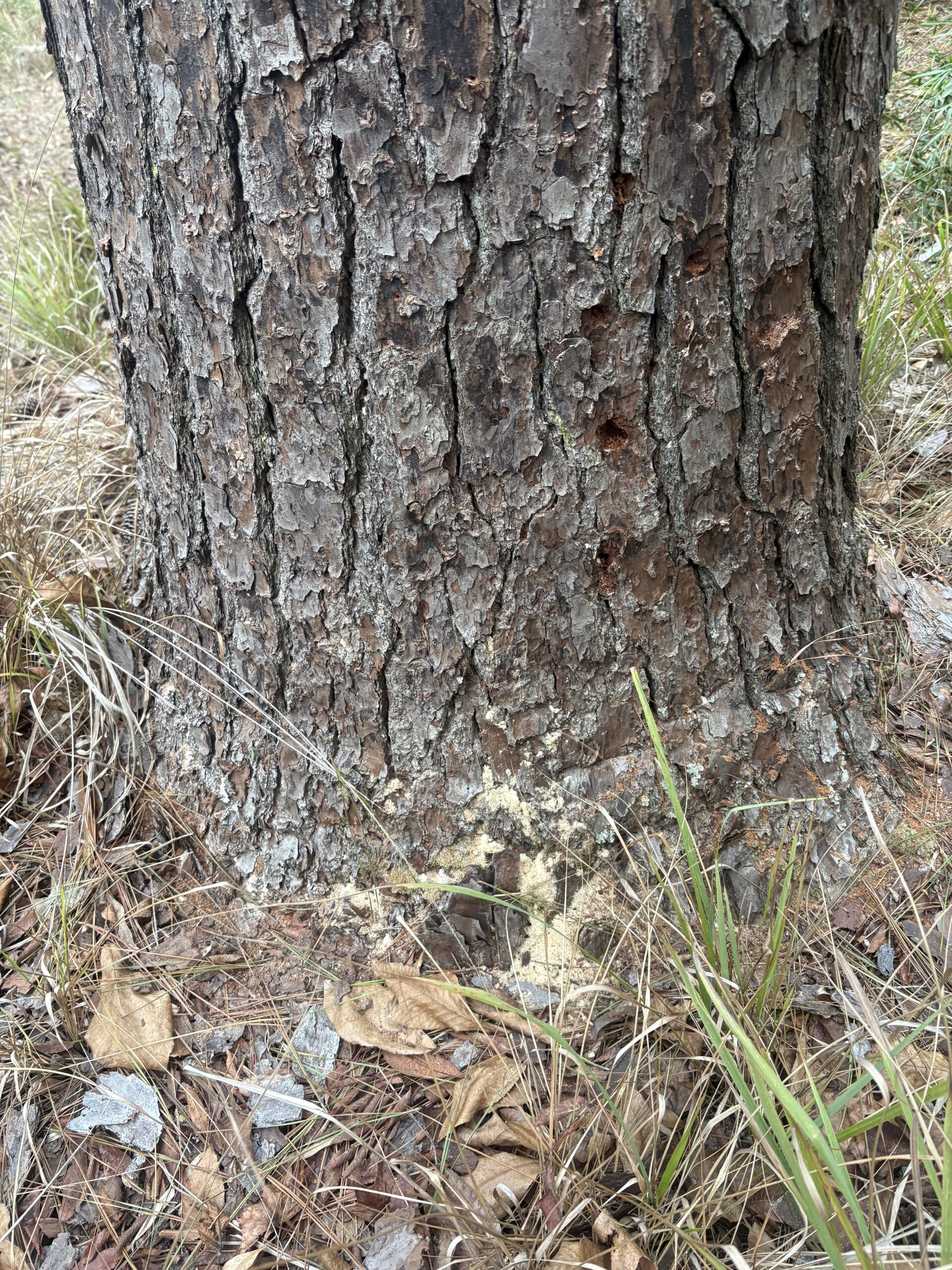 A tree trunk with rough, dark bark is surrounded by dry grass, leaves, and pine needles. A small pile of light-colored sawdust at the base may indicate the presence of Southern Pine Beetle activity.