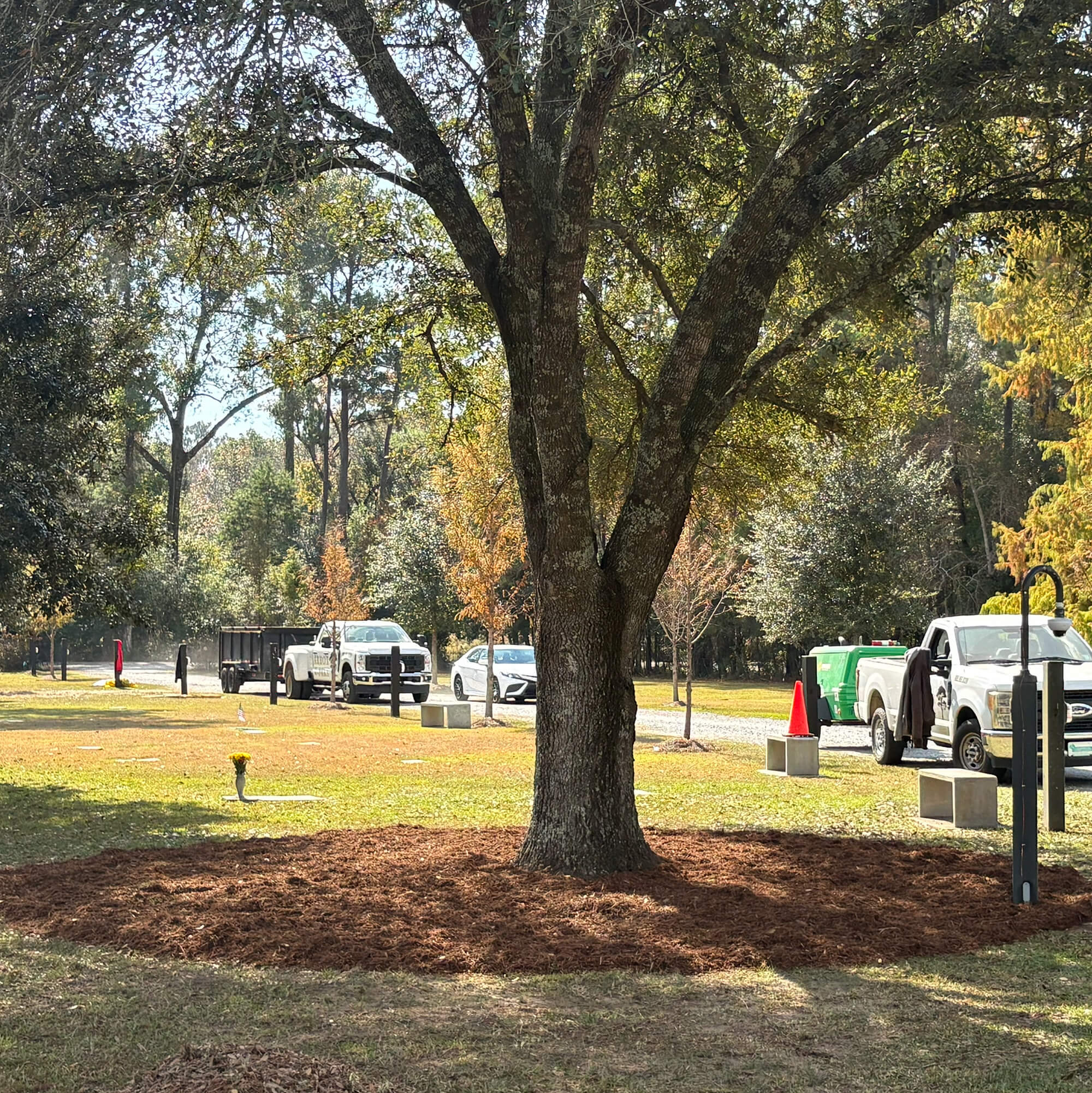 A large tree stands in the center of a grassy area with surface mulch installation around its base. Several trucks and cars are parked on a nearby road, and orange cones are set up along the edge of the grass.