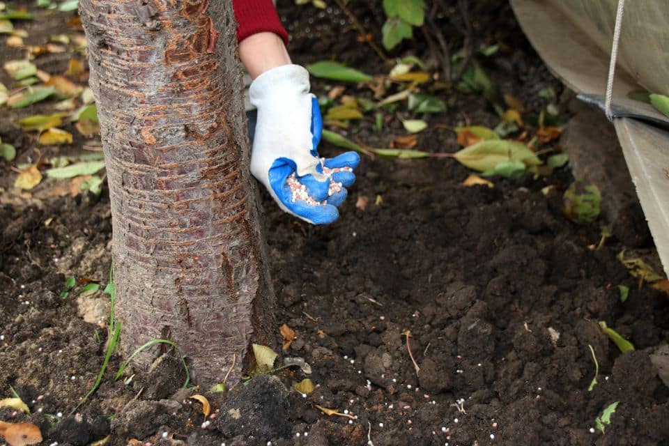A person wearing a blue glove and red sleeve is spreading granular tree fertilizer around the base of a tree on soil with scattered fallen leaves, demonstrating good tree care for homeowners.