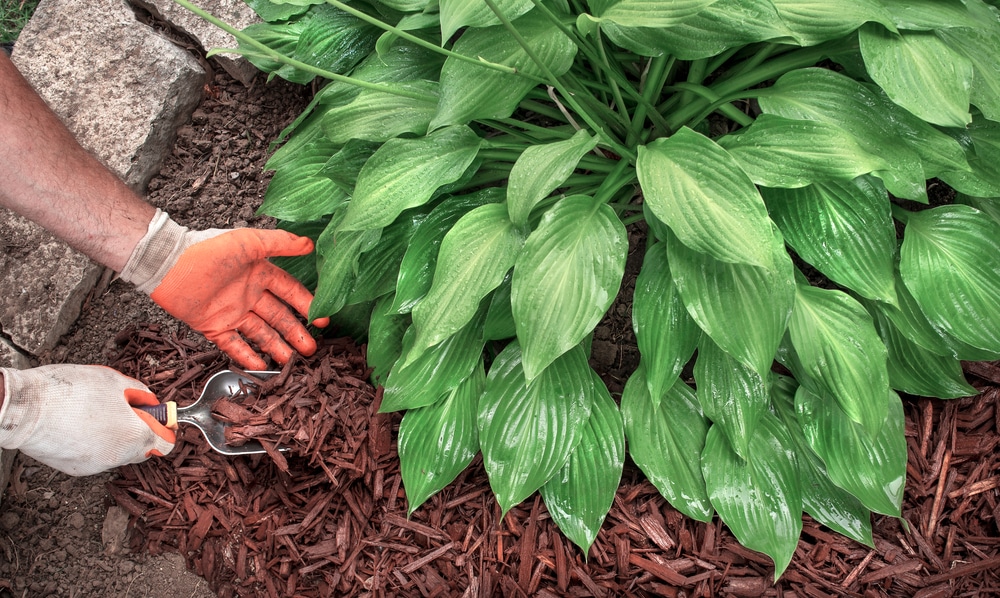 what is mulching benefits types and application