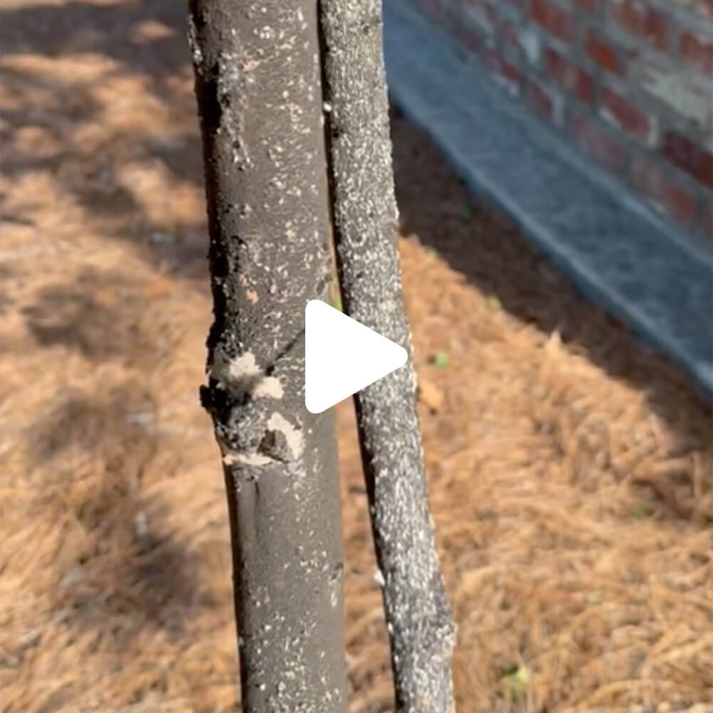 Close-up of two tree branches covered in a black, powdery substance, with dry pine needles and a brick wall in the background—possibly near a learning center. A white play button is overlaid at the center.