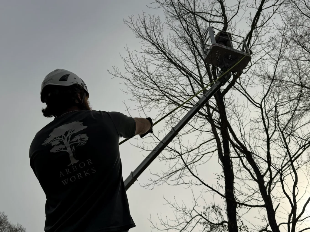 tree trimming cost