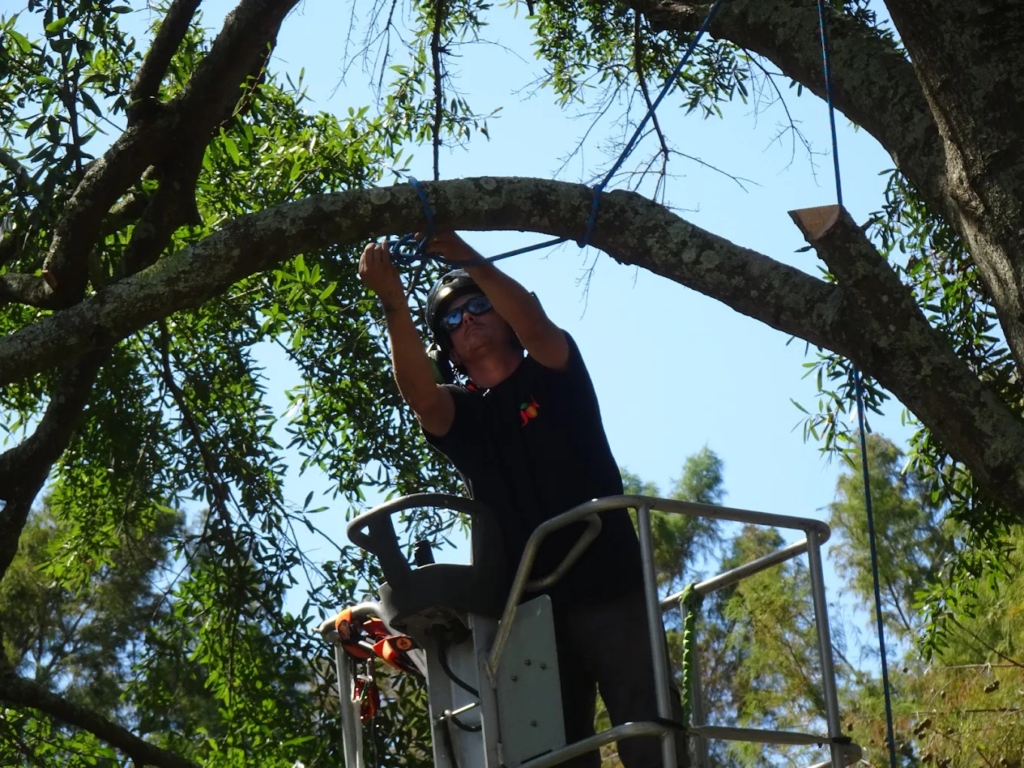 what is an arborist