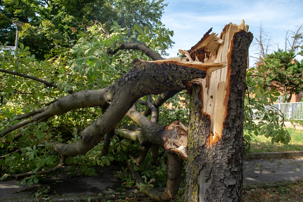 storm damage tree removal