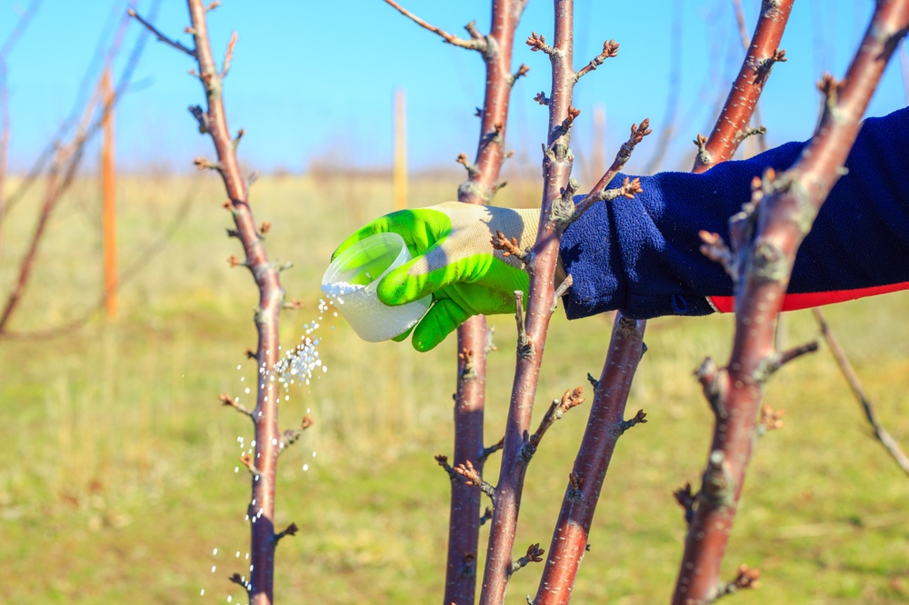 fertilizer for trees