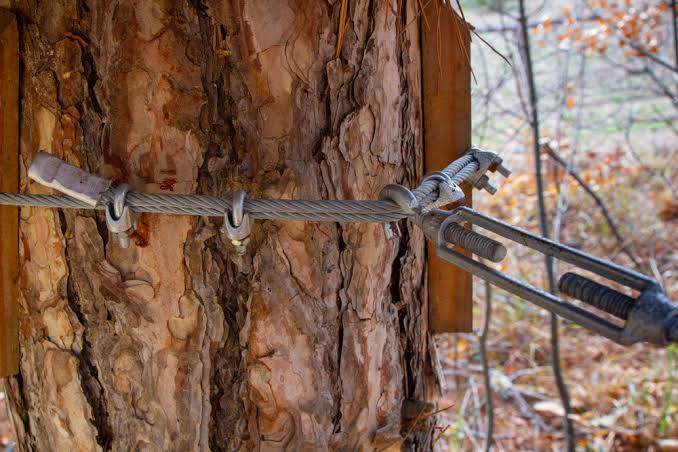 tree cabling and bracing