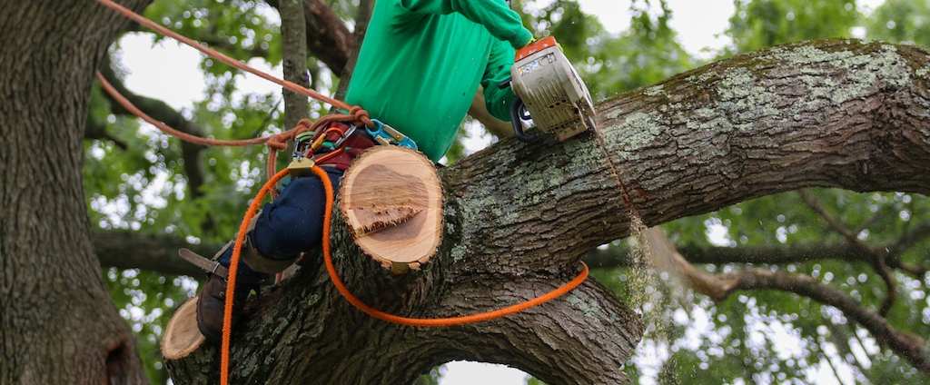 trimming oak trees