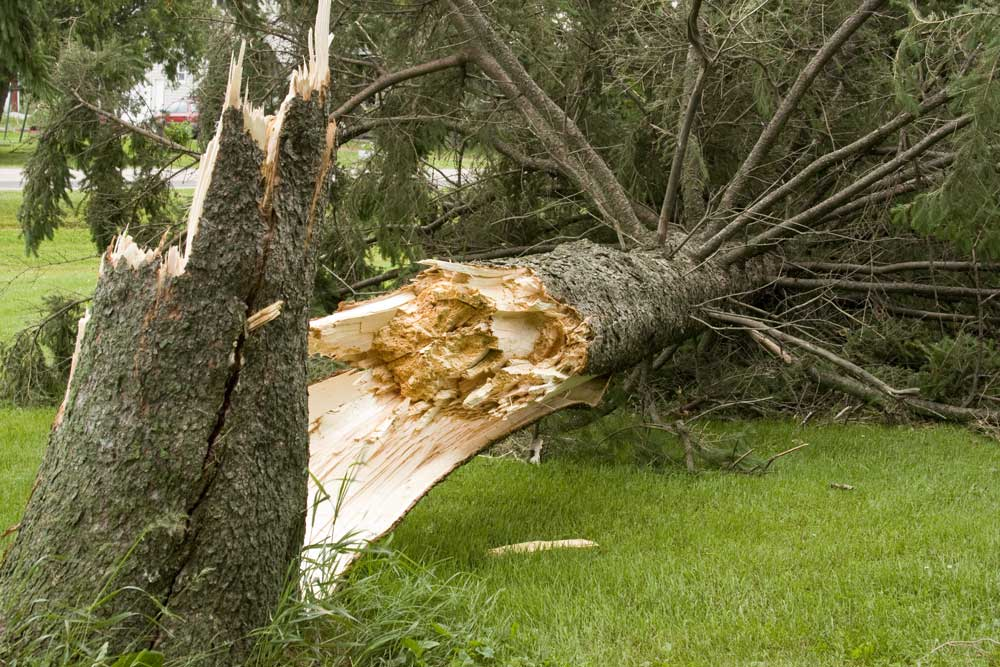 tree damage cleanup