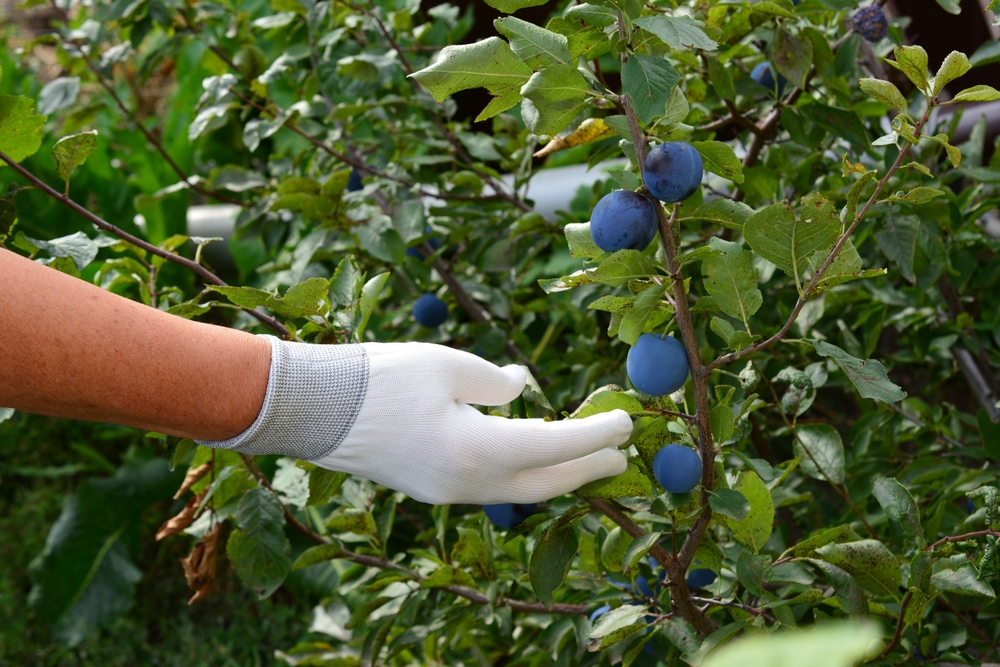 when to fertilize fruit trees